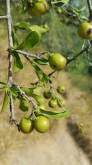 Sarcomphalus pedunculatus