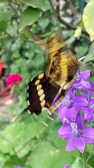 Heraclides thoas