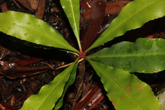 Anopterus macleayanus