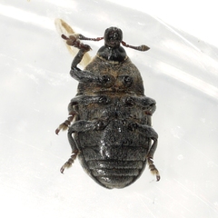 Larinus obtusus