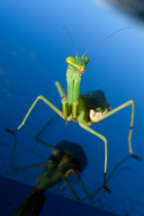 Miomantis caffra