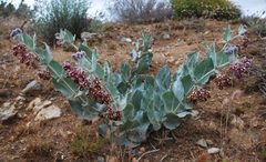 Asclepias californica