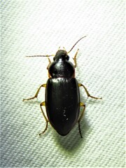 Notiobia terminata