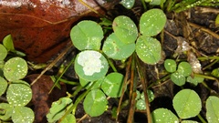 Porphyrosela minuta