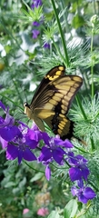 Heraclides thoas