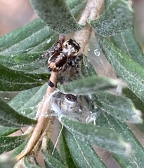 Opisthoncus parcedentatus