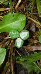 Porphyrosela minuta