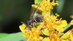 Leucospidae