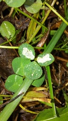 Porphyrosela minuta