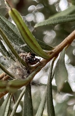 Opisthoncus parcedentatus