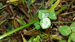 Porphyrosela minuta