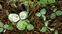 Porphyrosela minuta