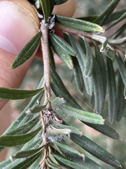 Opisthoncus parcedentatus