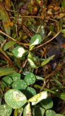 Porphyrosela minuta