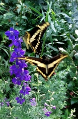 Heraclides thoas