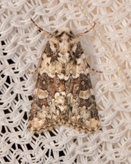 Lacinipolia strigicollis