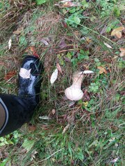 Lycoperdon excipuliforme