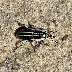 Sphenophorus aequalis