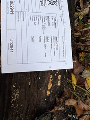 Trichoderma minutisporum