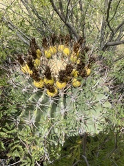 Ferocactus emoryi