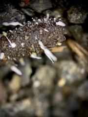 Amphichorda