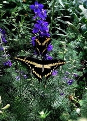 Heraclides thoas
