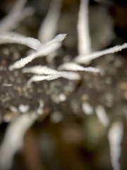 Amphichorda
