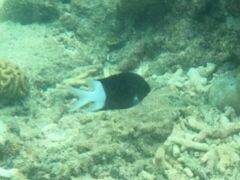 Acanthochromis polyacanthus