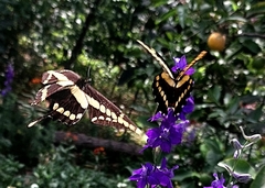 Heraclides thoas