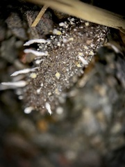 Amphichorda