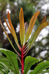 Anopterus macleayanus