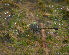 Arigomphus villosipes