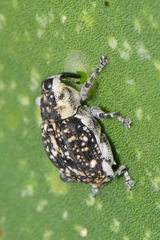 Peltophorus polymitus