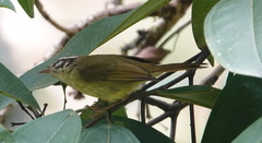 Basileuterus tristriatus