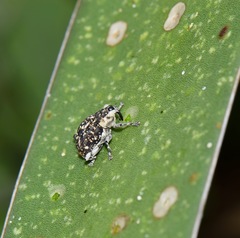 Peltophorus polymitus