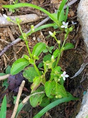 Aciotis acuminifolia