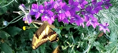Heraclides thoas