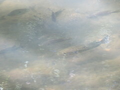 Micropterus salmoides