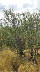 Sarcomphalus pedunculatus