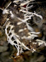 Amphichorda