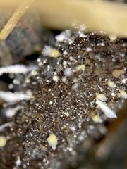 Amphichorda