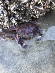 Metacarcinus anthonyi