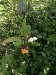 Symphoricarpos albus