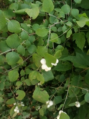 Symphoricarpos albus