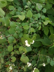 Symphoricarpos albus