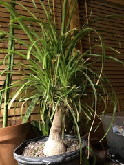 Beaucarnea recurvata