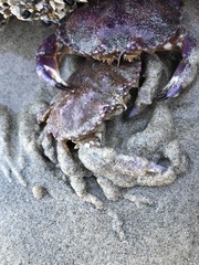 Metacarcinus anthonyi