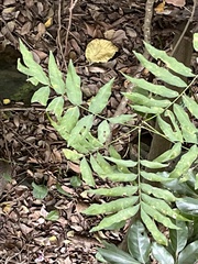 Sapindus mukorossi