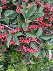 Cotoneaster