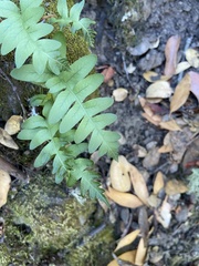 Polypodium californicum